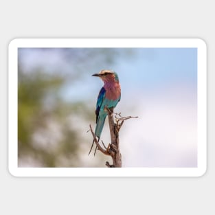 Lilac-breasted Roller - Kruger National Park, South Africa Sticker